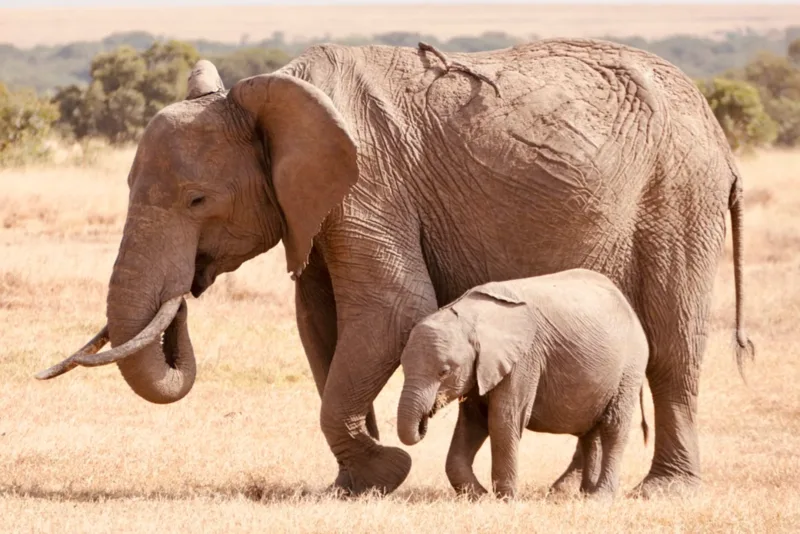 Voi savanna châu Phi là động vật trên cạn lớn nhất hiện nay, với những cá thể trưởng thành có thể nặng nhiều tấn.